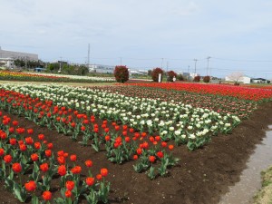 IMG_0034