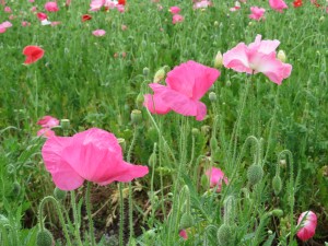 IMG_0085