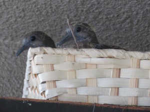 IMG_0148
